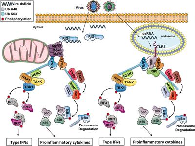 The Role of Optineurin in Antiviral Type I Interferon Production